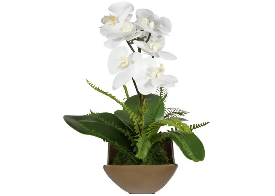 Transcend Orchid Centerpiece