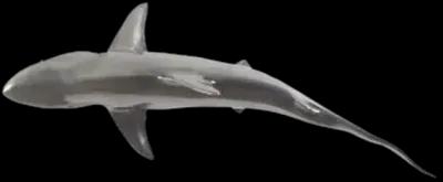 Whaler Shark, Silver Leaf