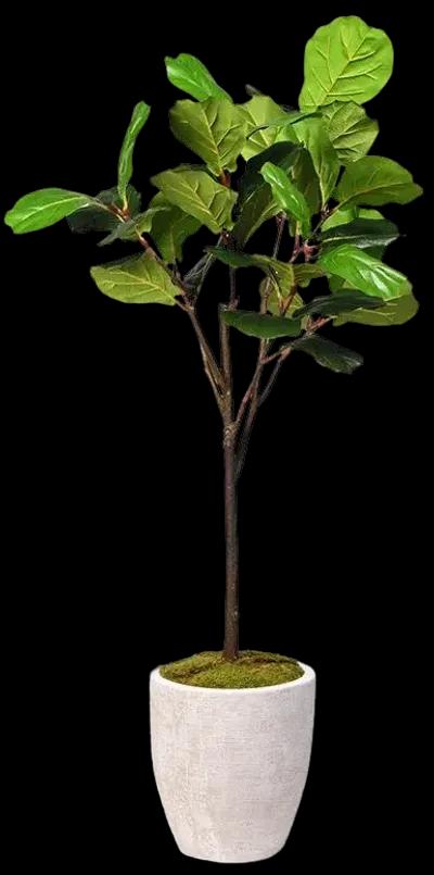 Fiddle Leaf Fig Tree in Round Textured Planter