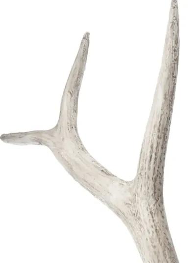 Weathered Elk Antler