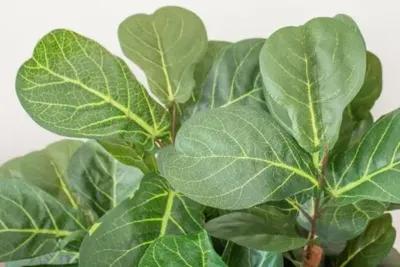 84" Faux Fiddle Leaf Tree - Green