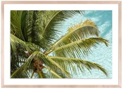 Florida Palms - Miami - Florida by Carly Tabak - Clear