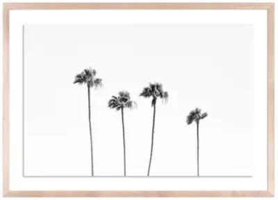 Malibu Palms - Malibu - California by Carly Tabak - Clear