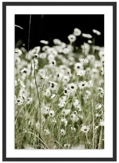 Wildflowers - Mendocino - California by Carly Tabak - Black