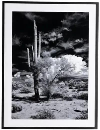 Getty Images - Sonoran Desert - Black