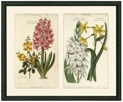 Pink Hyacinth & Yellow Narcissus - 1810 - Ivory