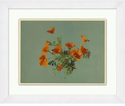 California Poppies - Green