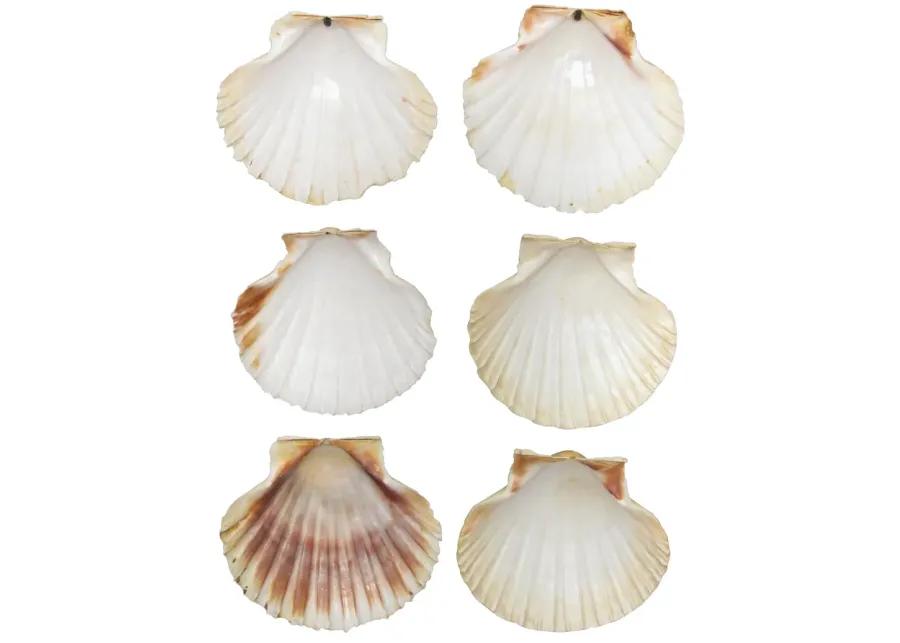 Mediterranean Scallop Shells - Set of 6 - Chez Vous - White