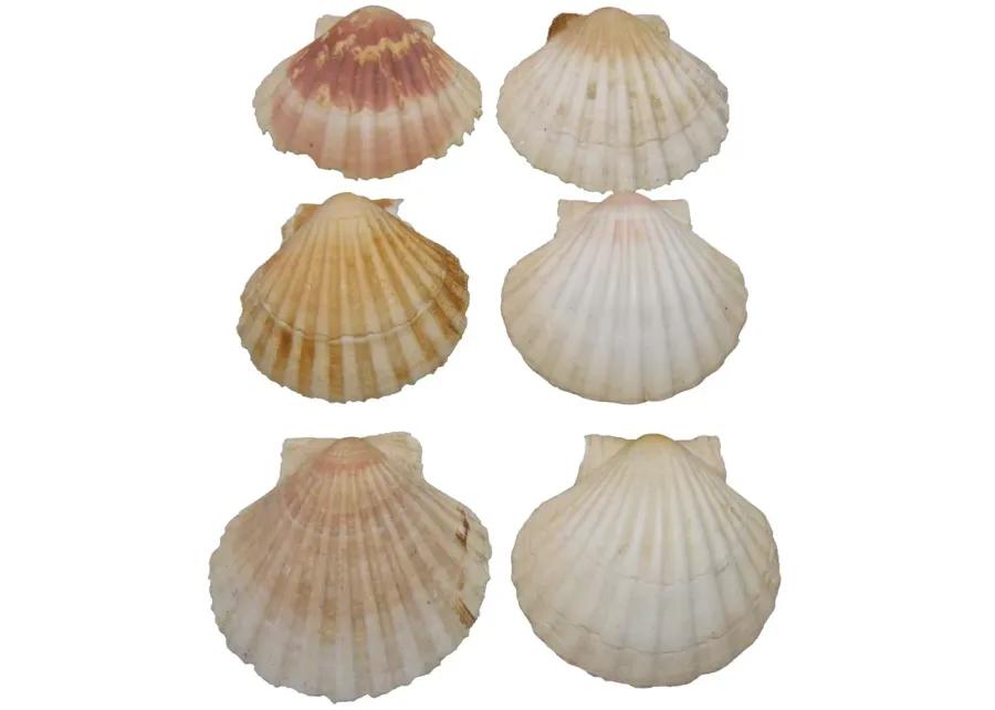 Mediterranean Scallop Shells - Set of 6 - Chez Vous - White