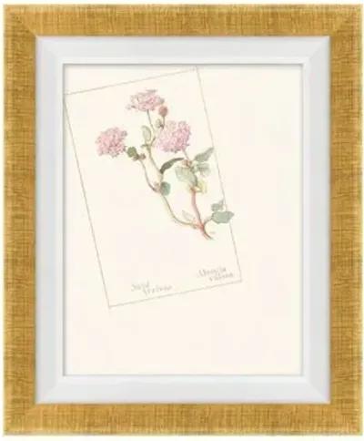 Set of 4 Floral Lithographs