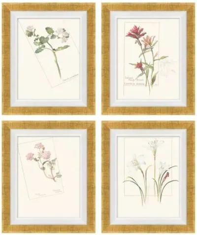 Set of 4 Floral Lithographs