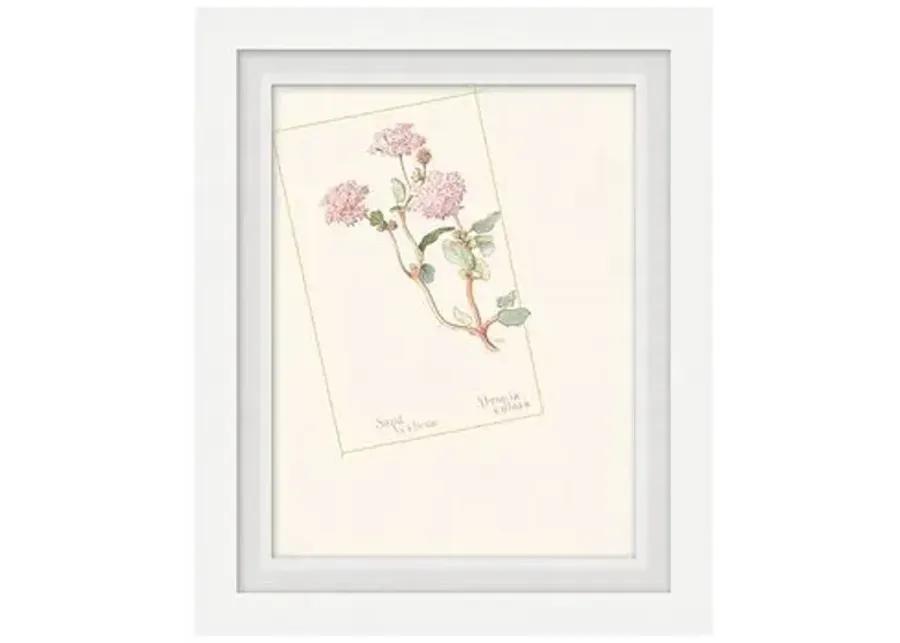 Set of 4 Floral Lithographs