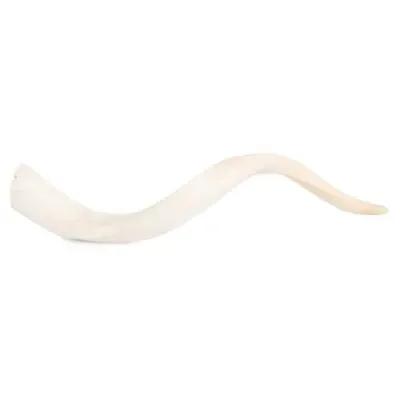 Kudu Horn Accent - Off-White - Ngala Trading Co. - Ivory