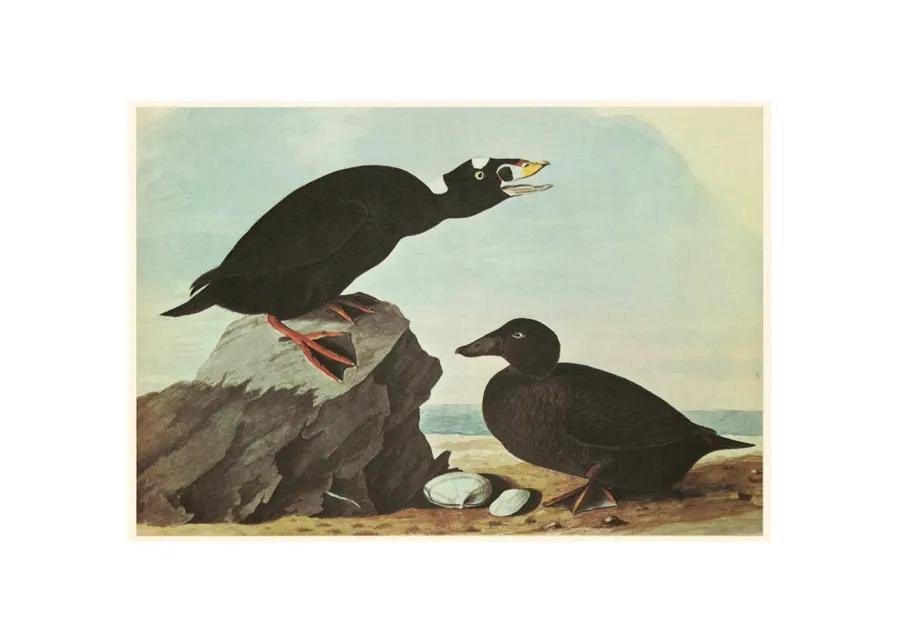 1960s Audubon - Tufted Puffin & Surf Duck - Brown