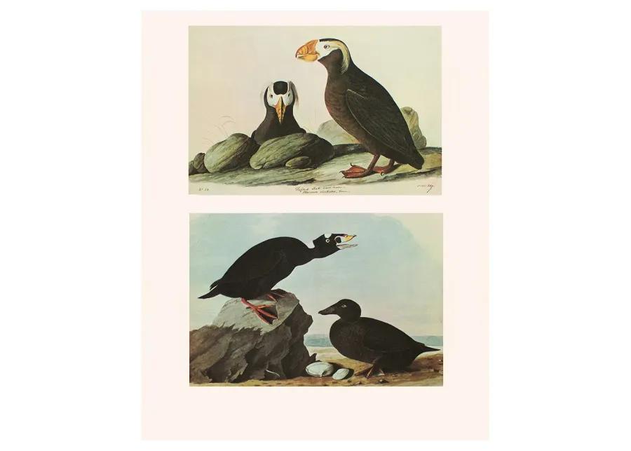 1960s Audubon - Tufted Puffin & Surf Duck - Brown