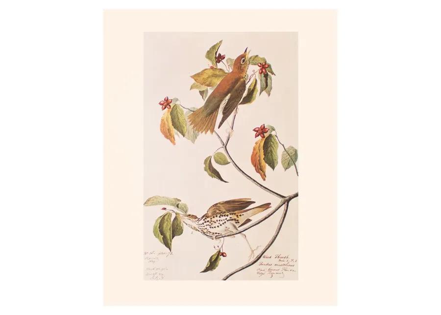 1966 Audubon - Wood Thrush - Brown