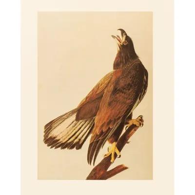 1966 Audubon - Bald Eagle - Brown