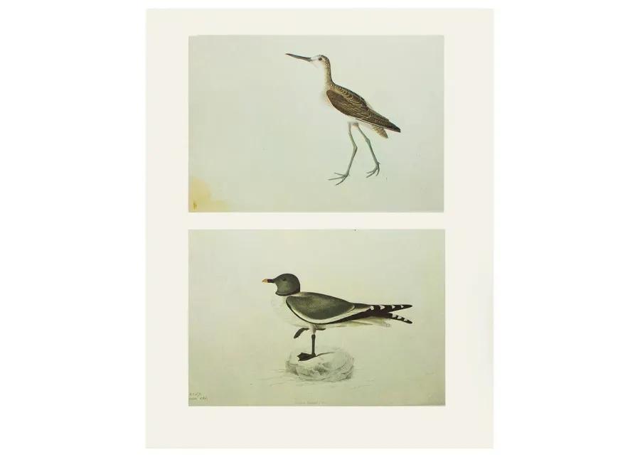 J.Audubon - Greenshank and Sabine's Gull - Brown