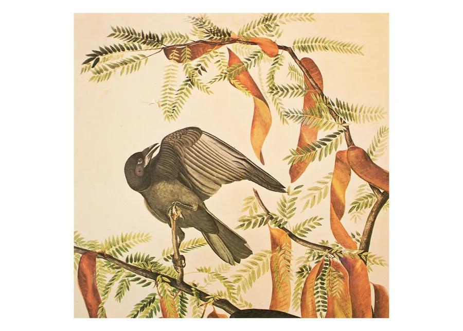 Fish Crow by Audubon - 1966 Cottage Print - Brown