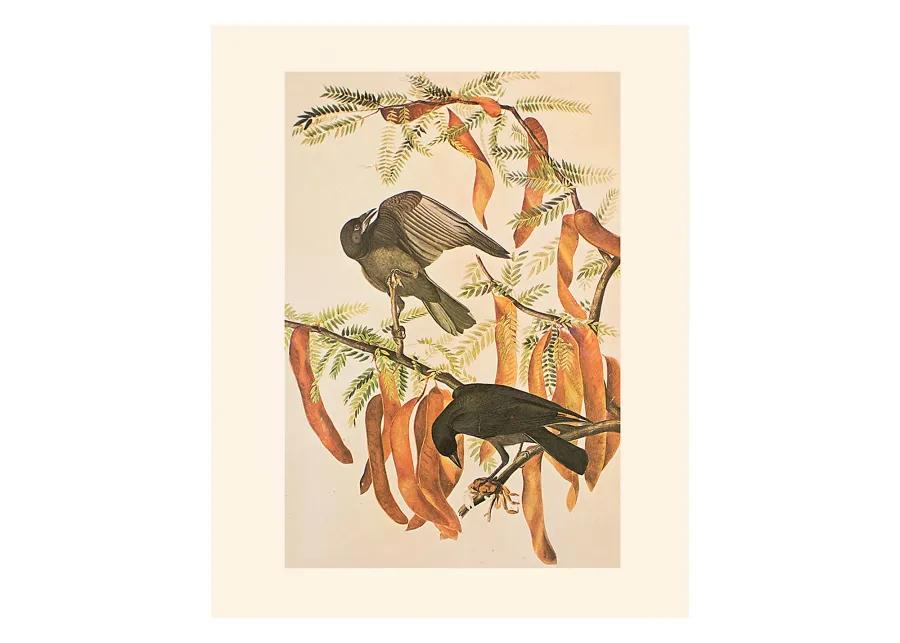 Fish Crow by Audubon - 1966 Cottage Print - Brown