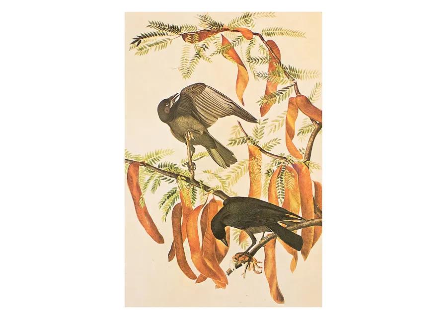 Fish Crow by Audubon - 1966 Cottage Print - Brown