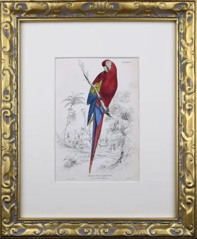 19th C. Antique Parrot/ Macaw Engravings - Antiquarian Art Company - White