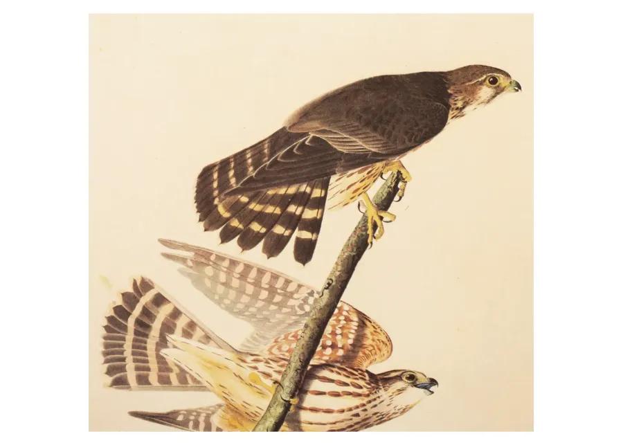 Pigeon Hawk by John J. Audubon - Brown