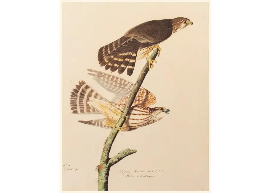 Pigeon Hawk by John J. Audubon - Brown