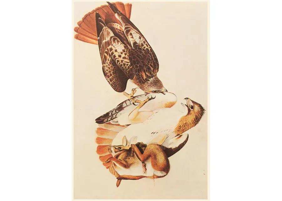 Red-Tailed Hawks by John James Audubon - Brown