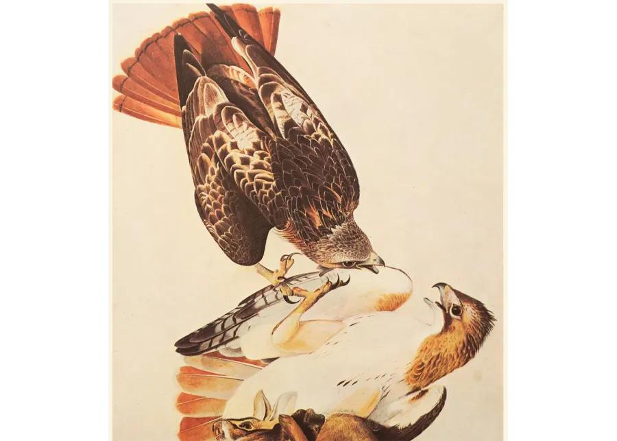 Red-Tailed Hawks by John James Audubon - Brown