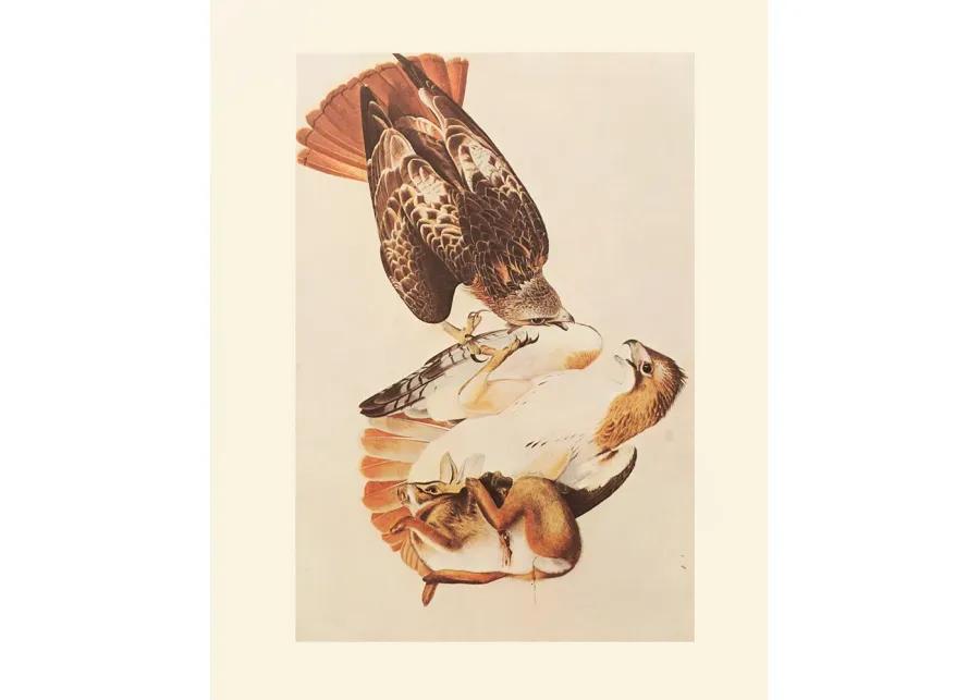 Red-Tailed Hawks by John James Audubon - Brown