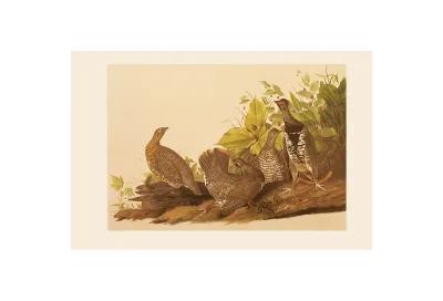 1966 Audubon - Spruce Grouse - Brown