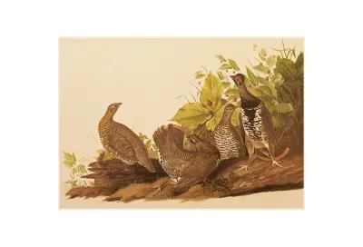 1966 Audubon - Spruce Grouse - Brown