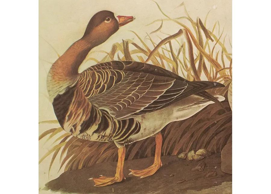 1966 John J.Audubon - White-Fronted Goose - Brown