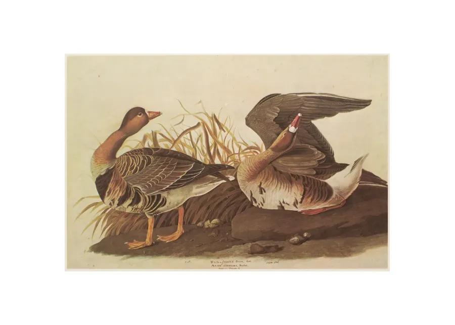 1966 John J.Audubon - White-Fronted Goose - Brown