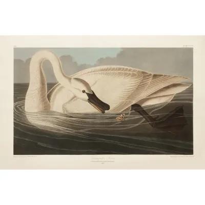 1990s Trumpeter Swan by Audubon - White