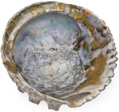 Large Abalone Shell - Fleur de Lex Antiques - Brown