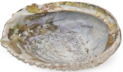 Large Abalone Shell - Fleur de Lex Antiques - Brown