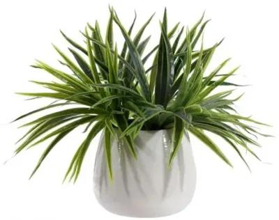 Maxine Orchid Potted Plant - Green