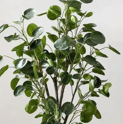 Jada Polyscias Fruticosa Potted Tree - Green