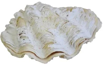 Nautical Coastal Full Complete Clamshell - White