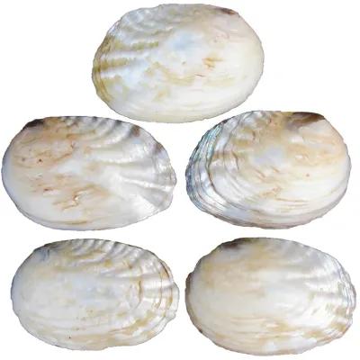 Iridescent Abalone Seashell Bowls - Set of 5 - Chez Vous - White