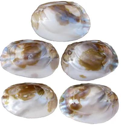 Iridescent Abalone Seashell Bowls - Set of 5 - Chez Vous - White