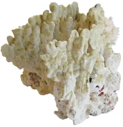 Nautical Natural Green Coral Specimen