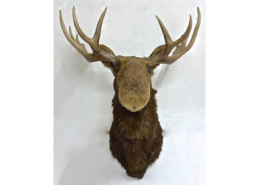 North American Moose Shoulder Mount - Vermilion Designs - brown