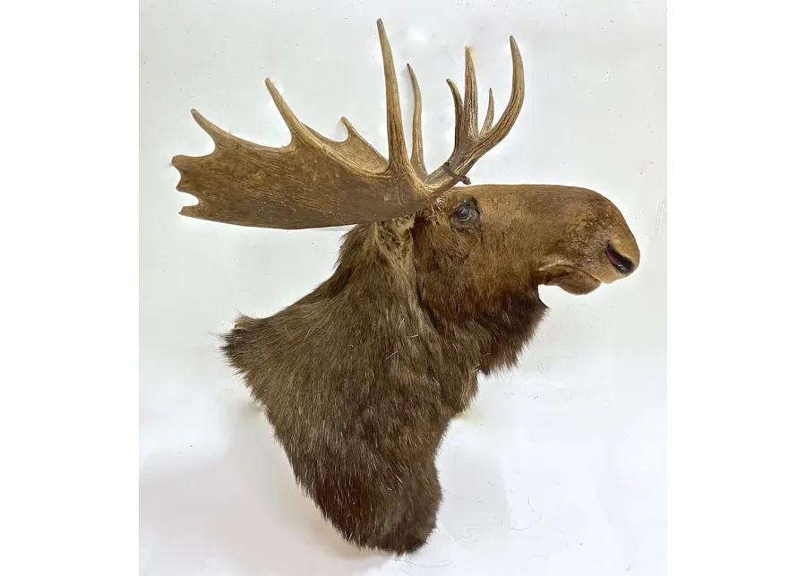 North American Moose Shoulder Mount - Vermilion Designs - brown