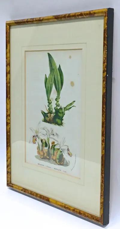 Antique Orchid Botanical Engraving - Vermilion Designs - Green