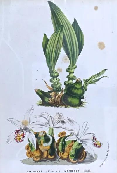 Antique Orchid Botanical Engraving - Vermilion Designs - Green