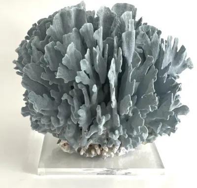 Extraordinary Natural Blue Coral on Base - Ballyhoo