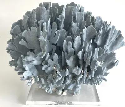 Extraordinary Natural Blue Coral on Base - Ballyhoo